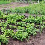 dacha-2699712_1280