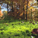 forest-floor-1031143_1280